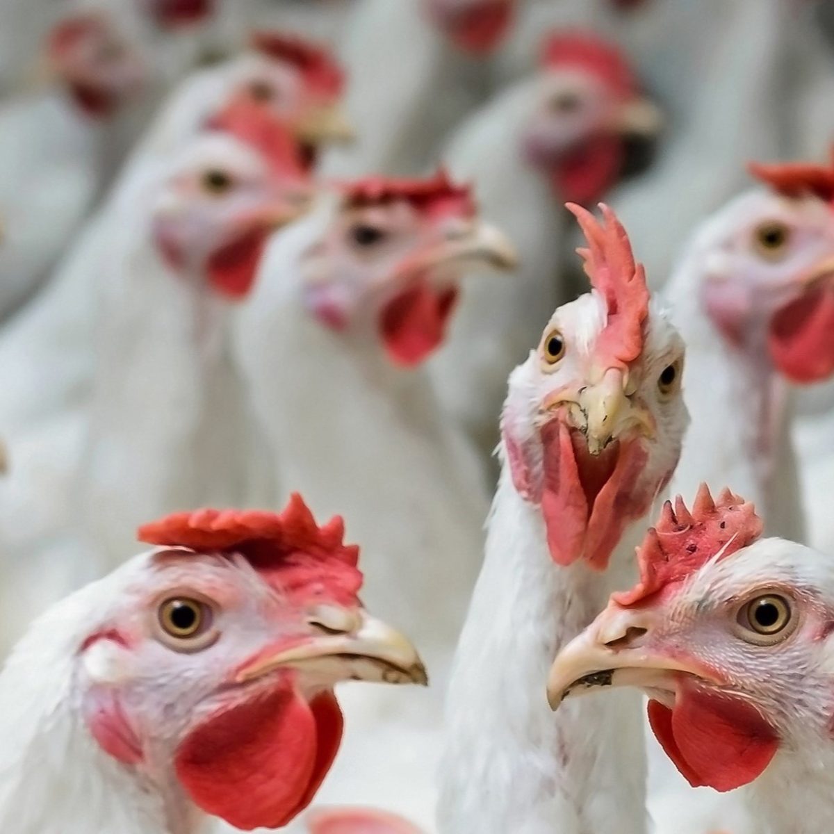 Poultry-and-Pork-Production-111 Poultry-and-Pork-Production-111